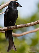 Fork-tailed Drongo