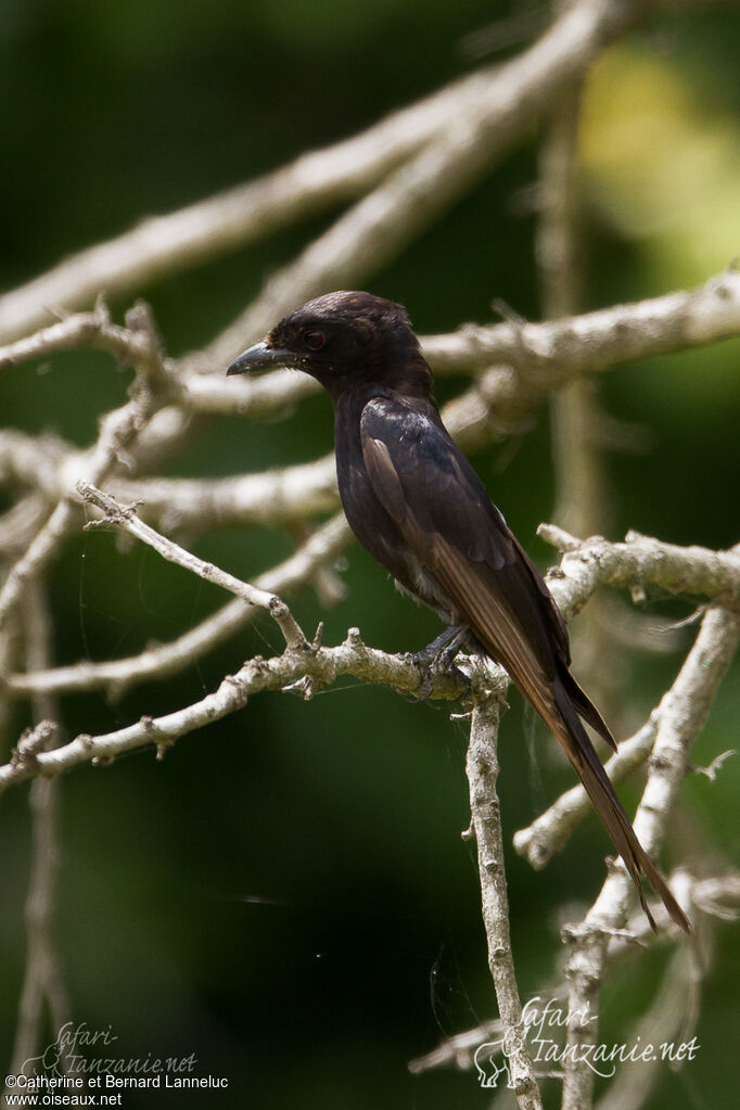 Drongo brillantimmature, identification