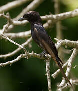 Fork-tailed Drongo