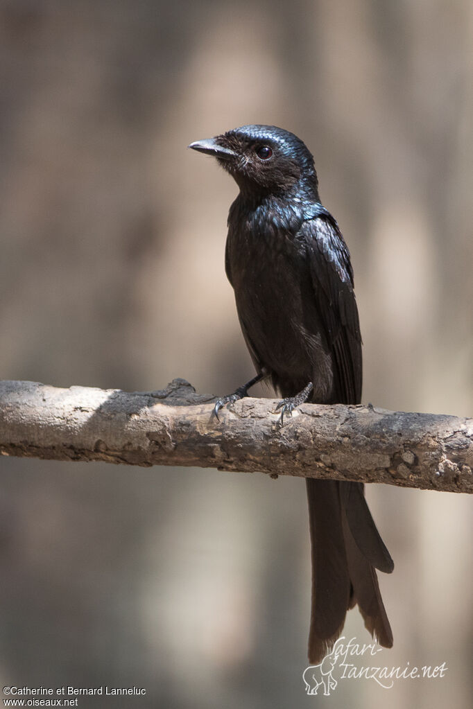 Drongo bronzéadulte, portrait