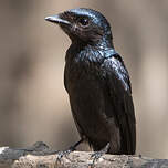 Drongo bronzé