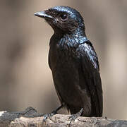 Bronzed Drongo