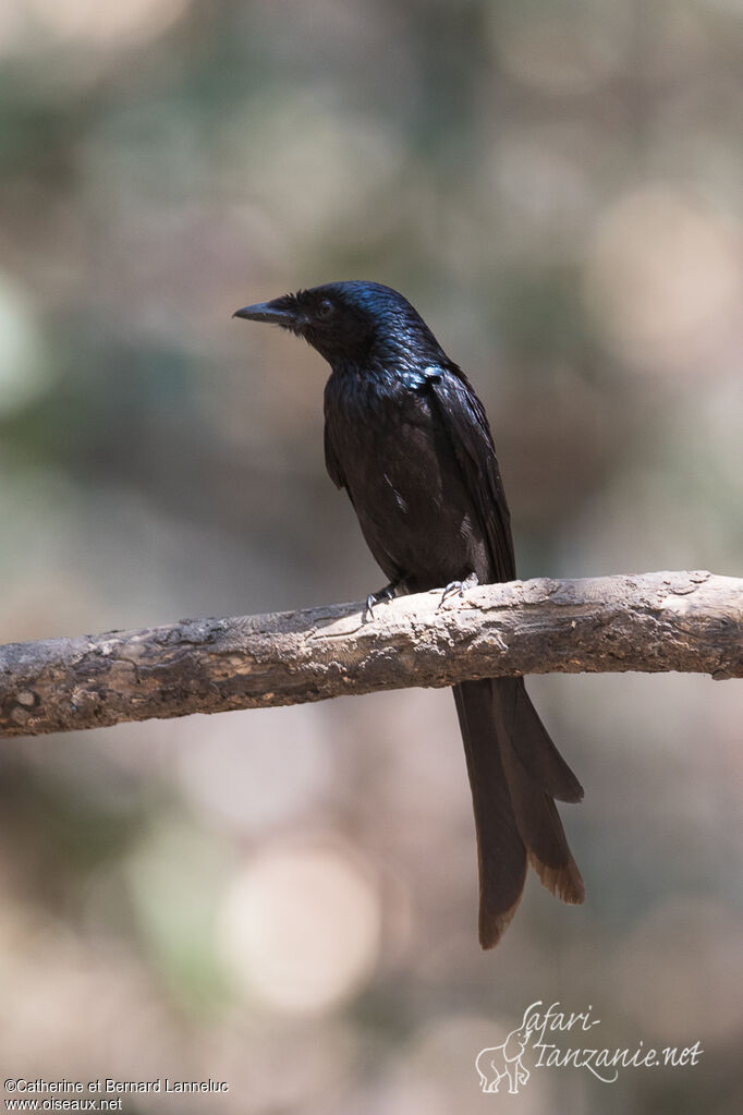 Drongo bronzéadulte, identification