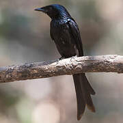 Bronzed Drongo