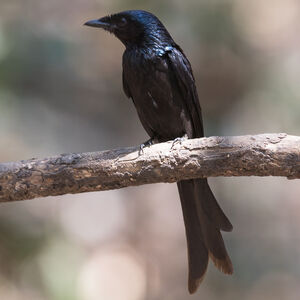 Drongo bronzé