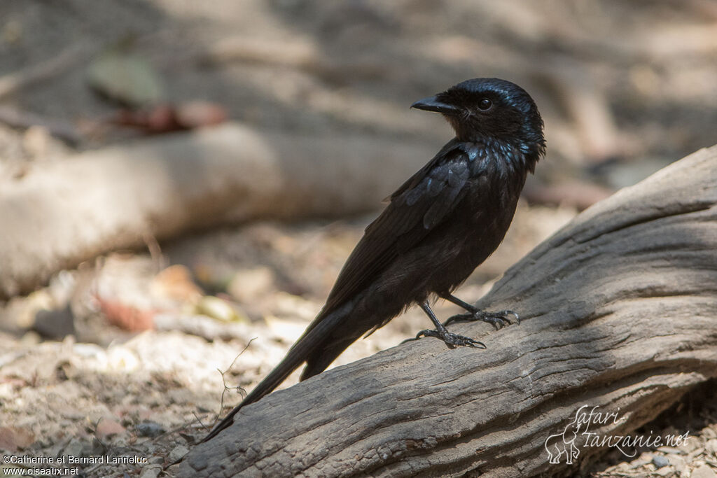 Drongo bronzéadulte, identification