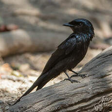 Drongo bronzé