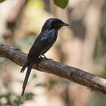 Drongo bronzé