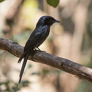 Bronzed Drongo