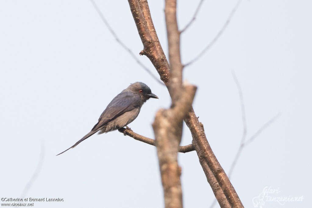 Drongo cendréadulte, identification