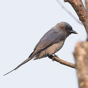 Ashy Drongo