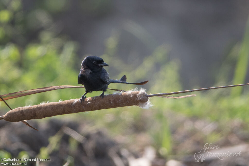 Drongo royaladulte