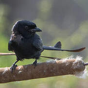 Black Drongo