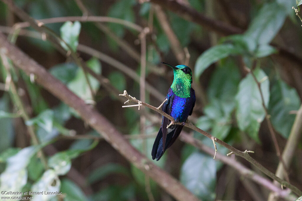 Crowned Woodnymph male adult, habitat