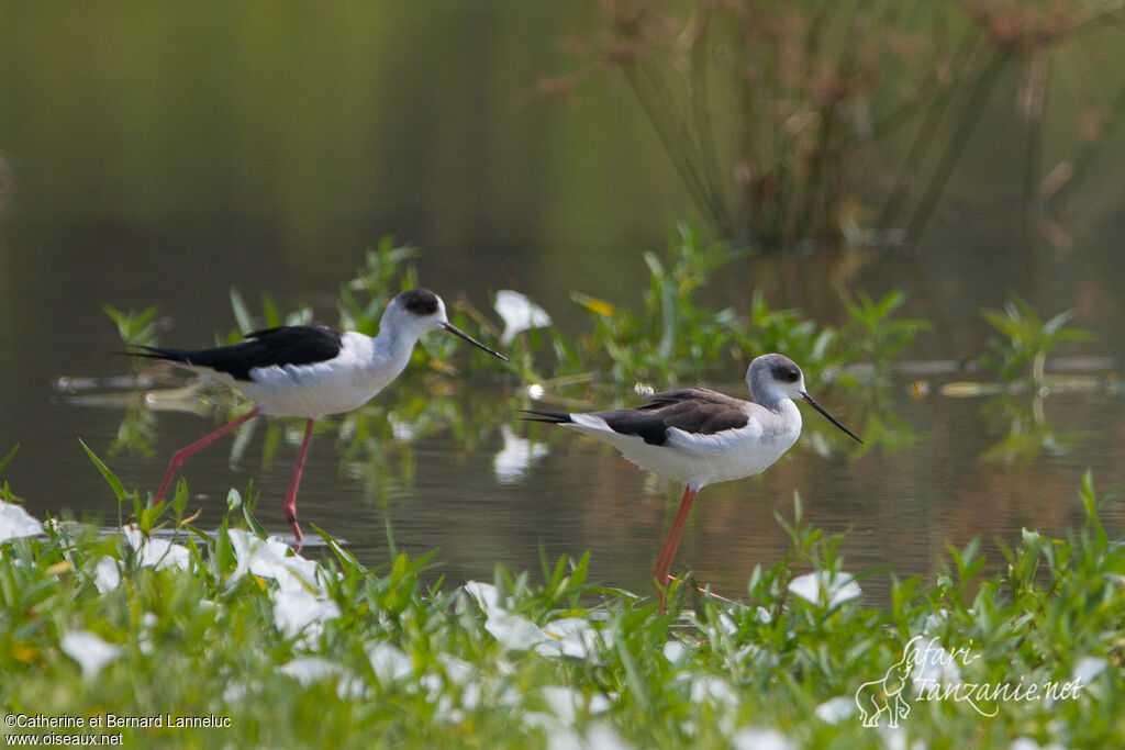 Black-winged Stilt