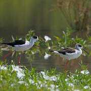 Black-winged Stilt