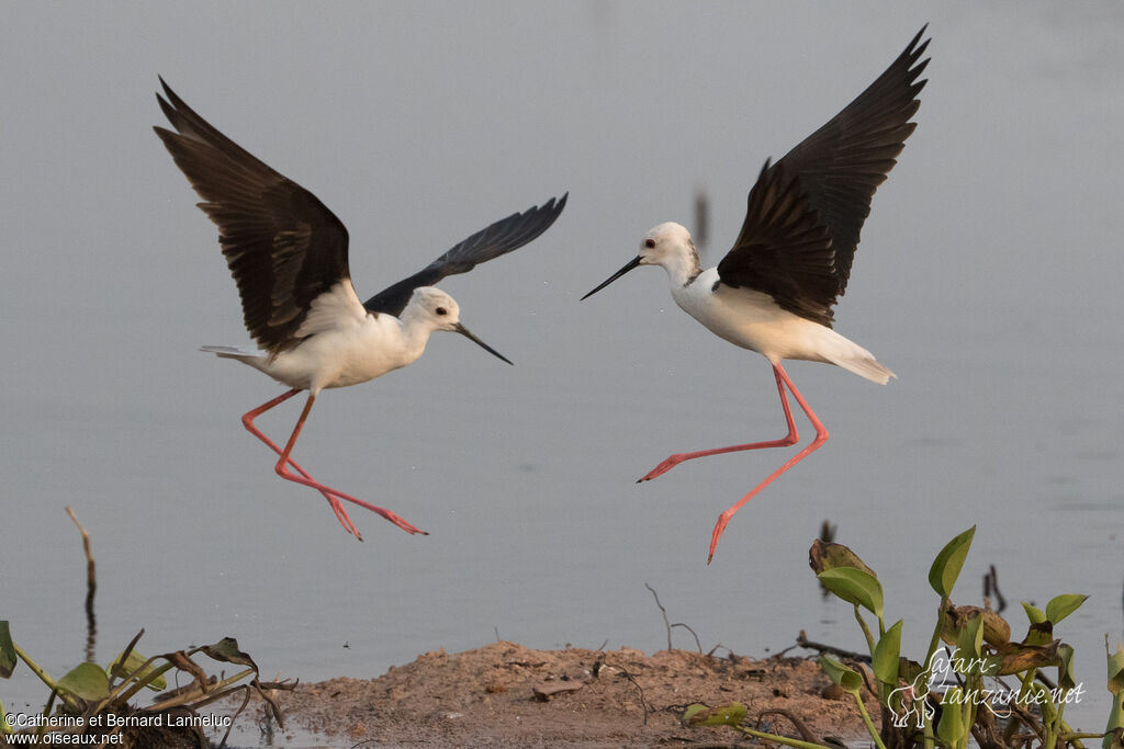 Black-winged Stiltadult