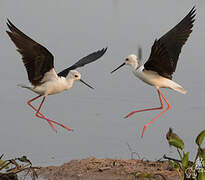 Black-winged Stilt