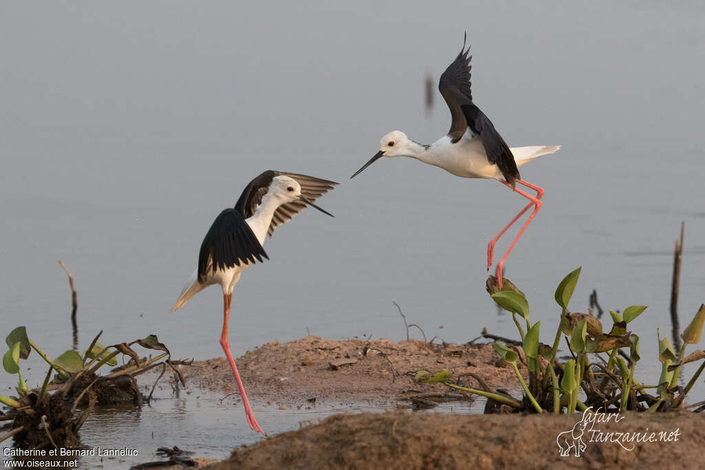 Black-winged Stiltadult, Behaviour