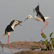 Black-winged Stilt