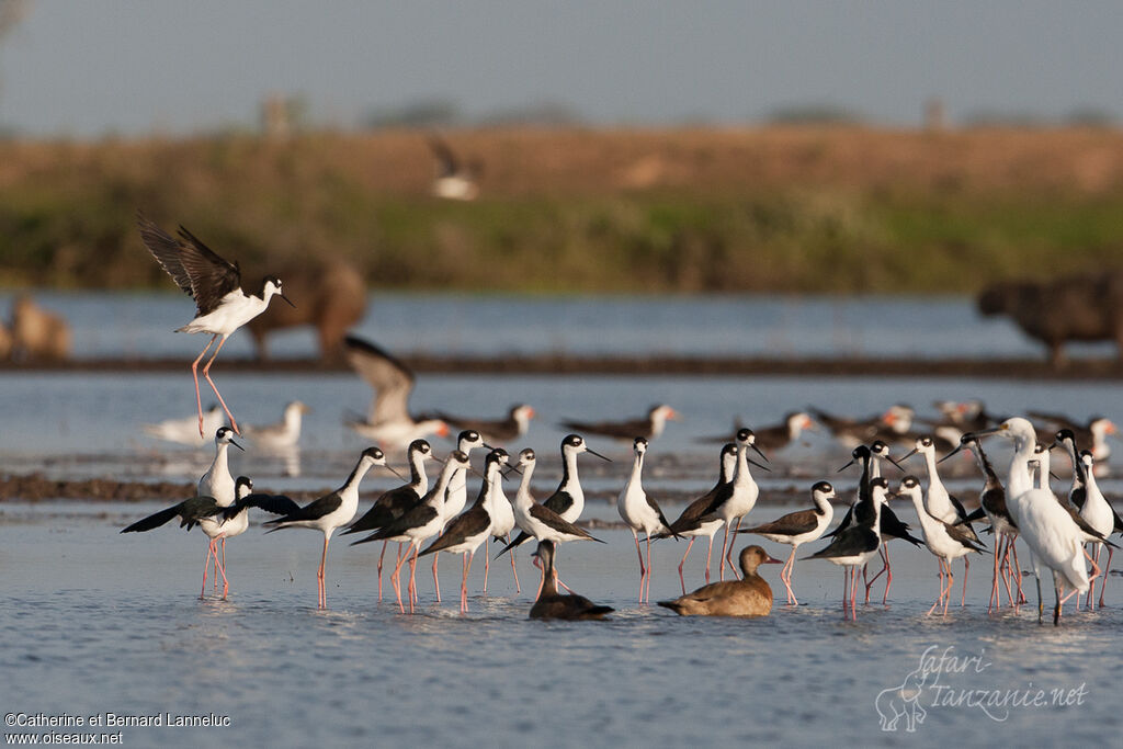 Black-necked Stilt