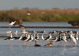 Black-necked Stilt