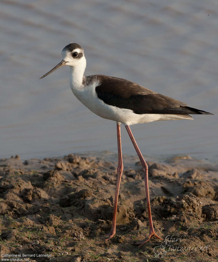 Black-necked Stiltadult post breeding, identification