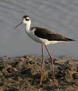 Black-necked Stilt