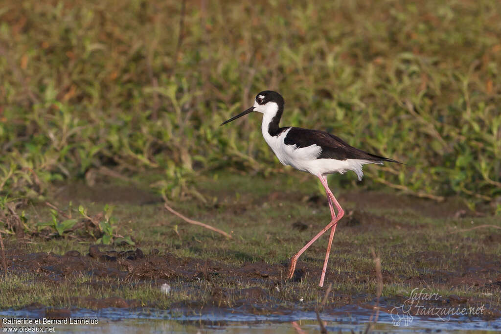 Black-necked Stiltadult, identification