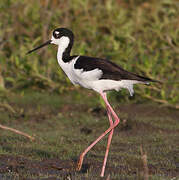 Black-necked Stilt