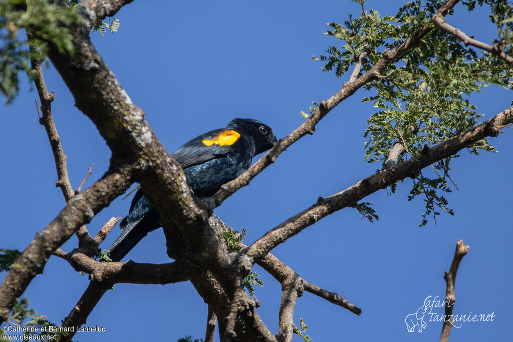 Red-shouldered Cuckooshrike male adult