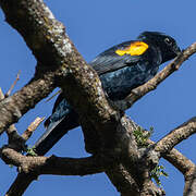 Red-shouldered Cuckooshrike