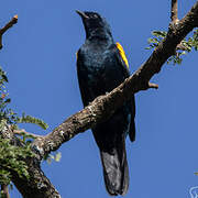 Red-shouldered Cuckooshrike