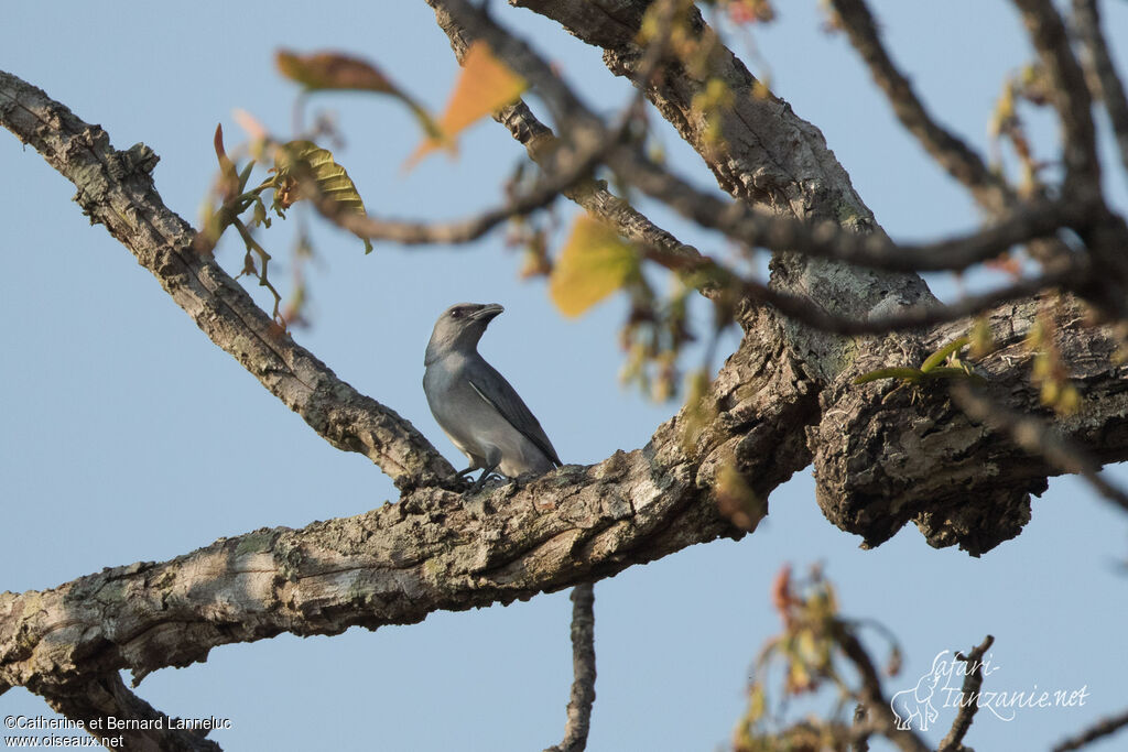 Large Cuckooshrikeadult