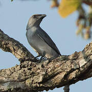 Large Cuckooshrike