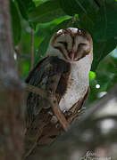 American Barn Owl