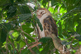 American Barn Owl