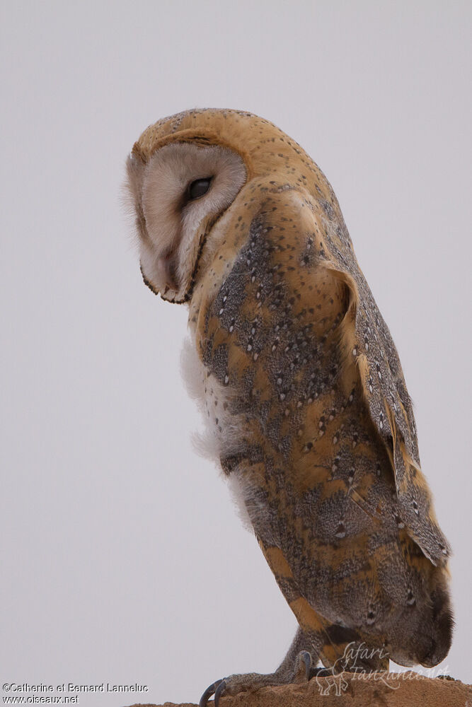 Western Barn Owl