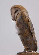 Western Barn Owl