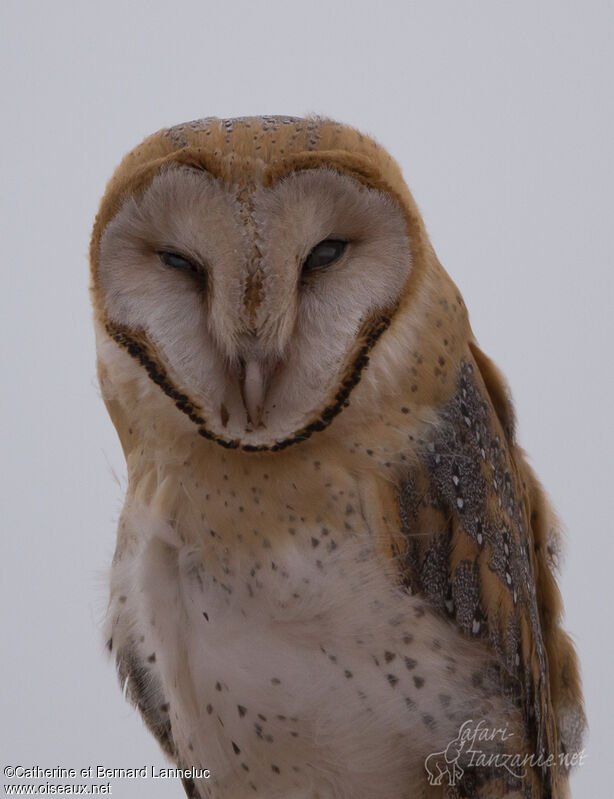 Western Barn Owl, close-up portrait