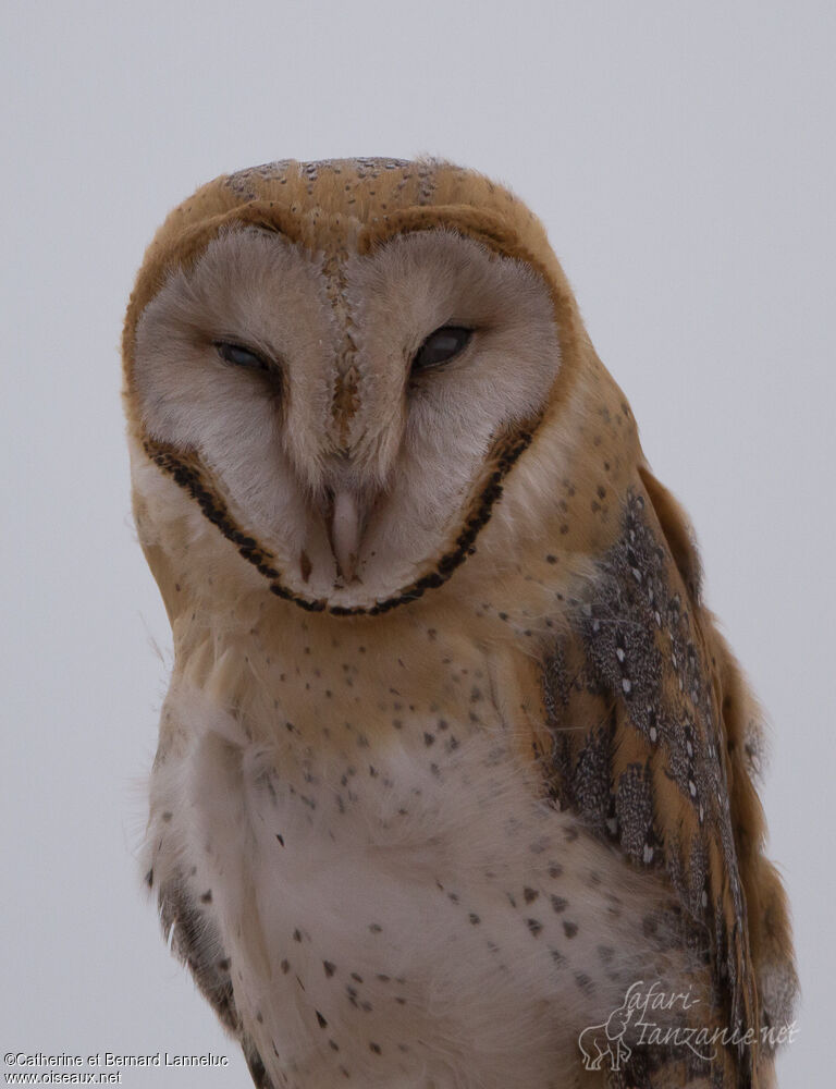 Western Barn Owl, close-up portrait