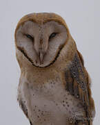 Western Barn Owl