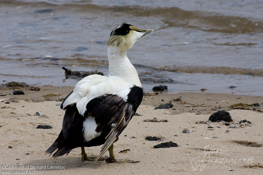 Eider à duvet mâle