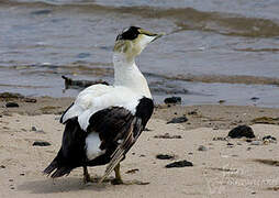 Common Eider