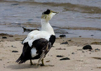 Eider à duvet