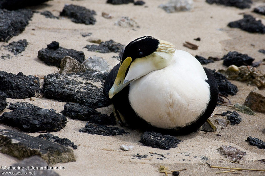 Eider à duvet mâle