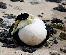 Eider à duvet