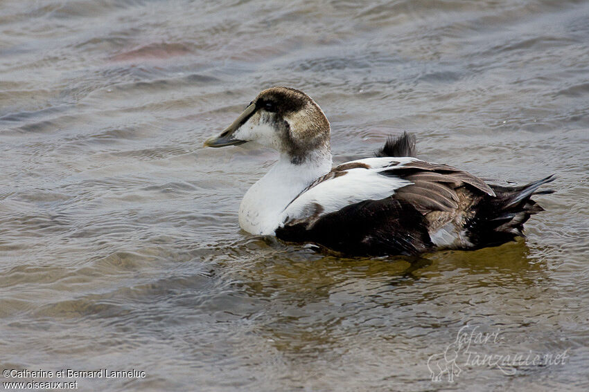 Common Eider male immature