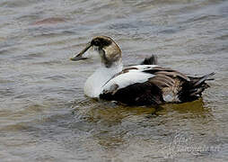 Common Eider