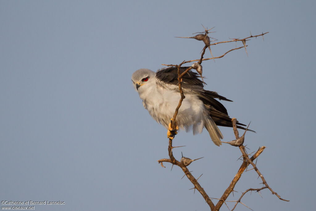 Black-winged Kiteadult, identification